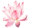 Lotus-Pink